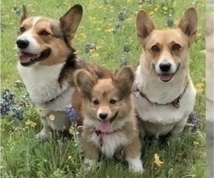 Pembroke Welsh Corgi Dog Breeder near MIDLOTHIAN, TX, USA
