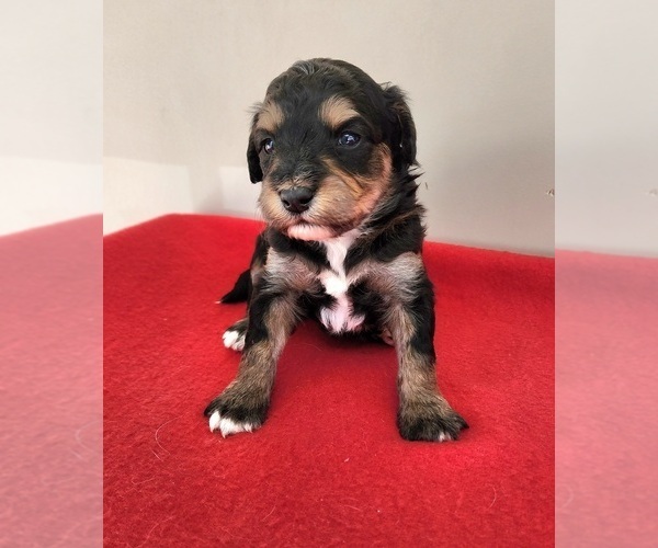 Medium Photo #6  Breeder Profile in HUNTSVILLE, AL, USA