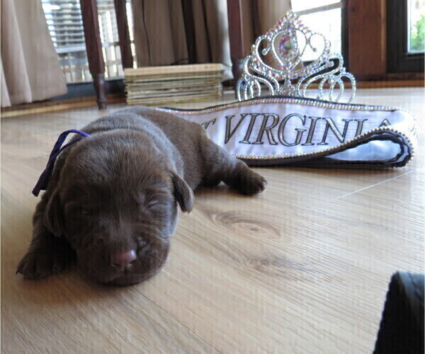 Medium Photo #12  Breeder Profile in ELIZABETH, WV, USA