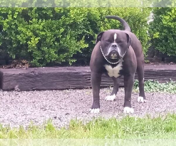Medium Photo #14  Breeder Profile in COLUMBIA, KY, USA