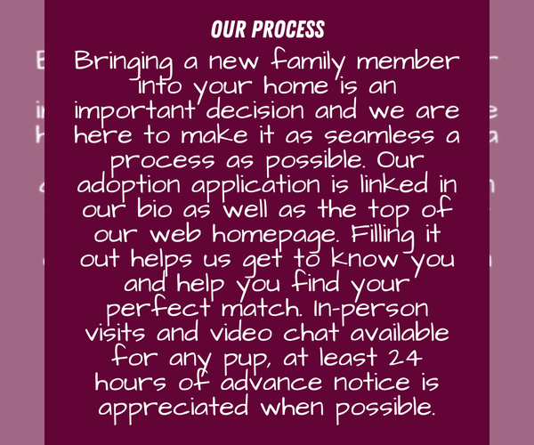 Medium Photo #2  Breeder Profile in GOSHEN, IN, USA