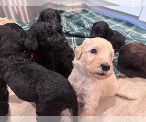 Medium Photo #2  Breeder Profile in ANDERSON, CA, USA