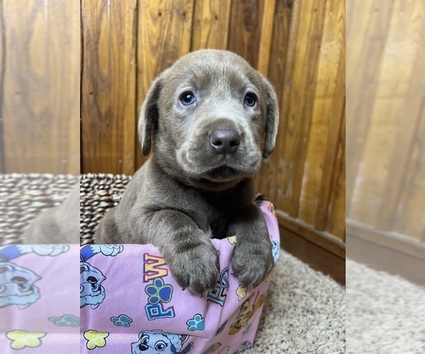 Medium Photo #81  Breeder Profile in NEOLA, WV, USA