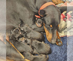 Small #4 Breeder Profile image