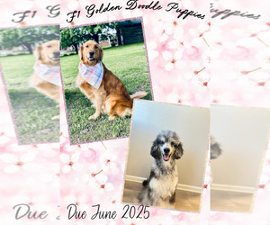 Goldendoodle Dog Breeder near CARTHAGE, TN, USA