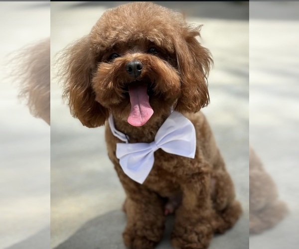 Medium Photo #1  Breeder Profile in SAN BERNARDINO, CA, USA