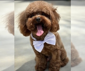 Poodle (Toy) Dog Breeder near SAN BERNARDINO, CA, USA