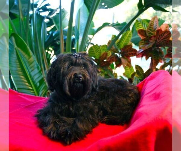 Medium Photo #8  Breeder Profile in HOLIDAY, FL, USA