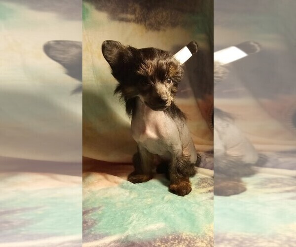 Medium Photo #1  Breeder Profile in CITRUS HEIGHTS, CA, USA