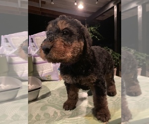 Airedale Terrier Dog Breeder near MOSCOW, ID, USA