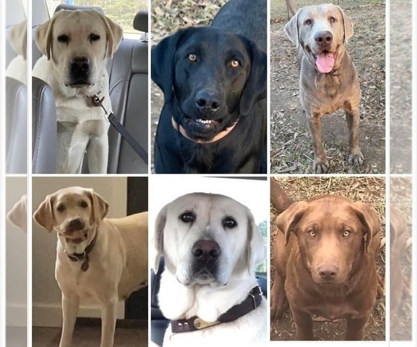 Medium Photo #1  Breeder Profile in OSYKA, MS, USA