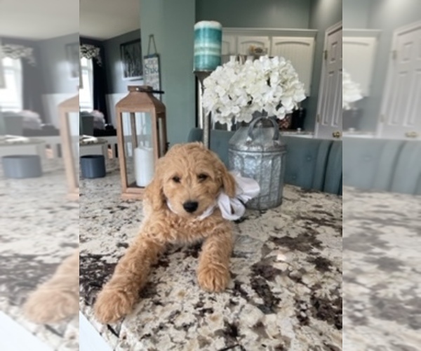 Medium Photo #3  Breeder Profile in AURORA, IL, USA