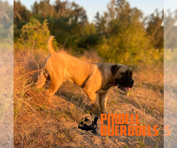 Medium Photo #1  Breeder Profile in BATON ROUGE, LA, USA