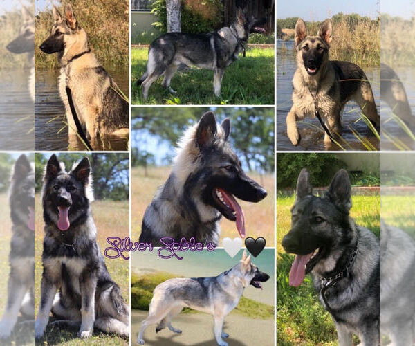 Medium Photo #17  Breeder Profile in BUTTE VALLEY, CA, USA