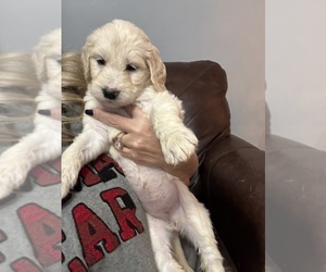 Goldendoodle Dog Breeder near DAVIDSON, NC, USA