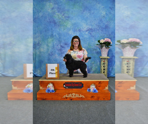 Medium Photo #6  Breeder Profile in BARBERTON, OH, USA
