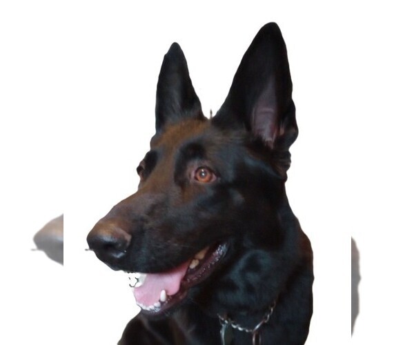 Medium Photo #1  Breeder Profile in WARRENTON, NC, USA