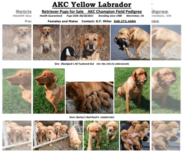 Medium Photo #1  Breeder Profile in WARRENTON, VA, USA