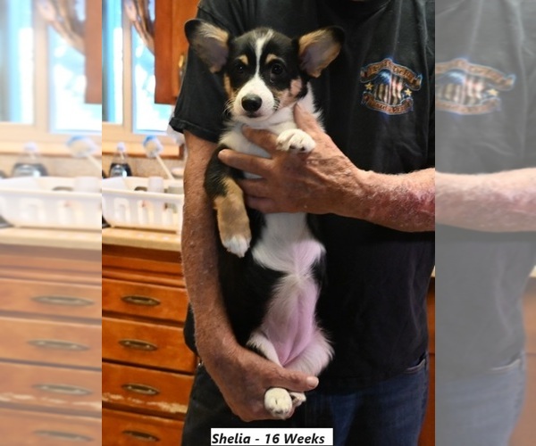 Medium Photo #5  Breeder Profile in FALLON, NV, USA