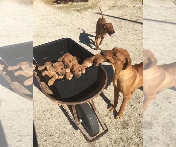 Medium Photo #1  Breeder Profile in MORONGO VALLEY, CA, USA