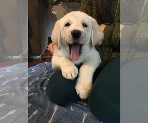 Goldendoodle Dog Breeder near CANTON, WI, USA