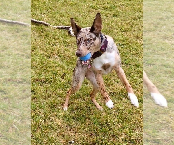 Medium Photo #59  Breeder Profile in CAMAS, WA, USA