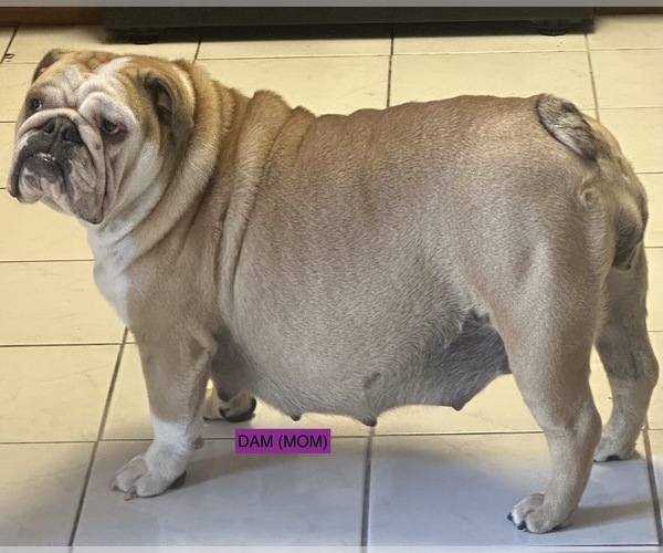 Medium Photo #1  Breeder Profile in TEMPE, AZ, USA