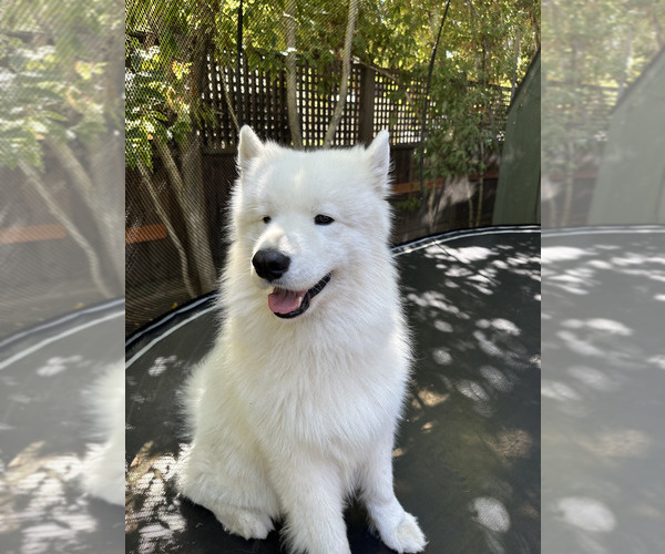 Medium Photo #6  Breeder Profile in PALO ALTO, CA, USA