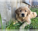 Small breeder photo