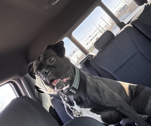 Medium Photo #7  Breeder Profile in LIMA, OH, USA