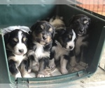 Small Photo #1  Breeder Profile in STAYTON, OR, USA