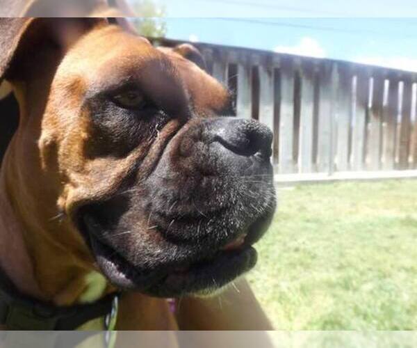 Medium Photo #1  Breeder Profile in ALBANY, OR, USA