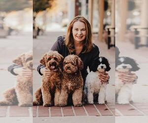 Cavapoo Dog Breeder near NORTH SALT LAKE, UT, USA