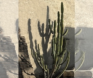 Poodle (Toy) Dog Breeder near SCOTTSDALE, AZ, USA