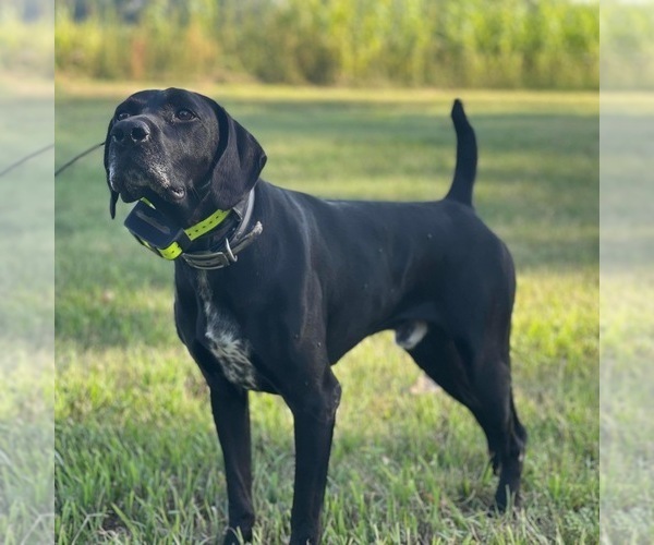 Medium Photo #28  Breeder Profile in LEXINGTON, SC, USA