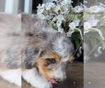 Small breeder photo