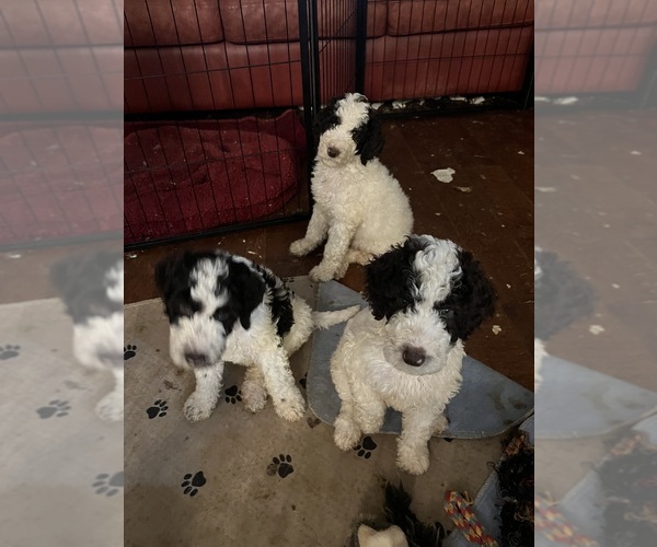 Medium Photo #4  Breeder Profile in AIKEN, SC, USA