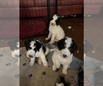 Small #3 Breeder Profile image
