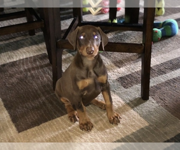 Medium Photo #1  Breeder Profile in SAGINAW, MI, USA