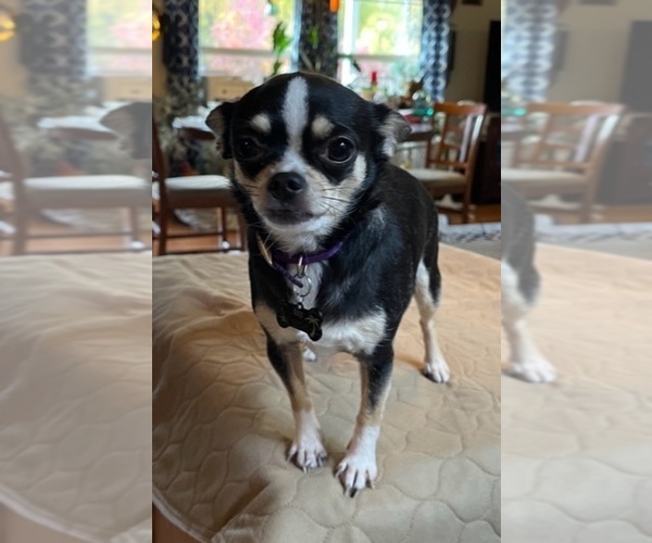 Medium Photo #88  Breeder Profile in TWINING, MI, USA
