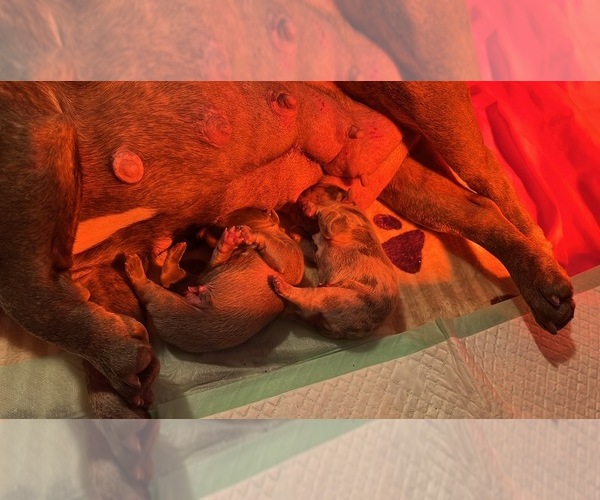 Medium Photo #1  Breeder Profile in FLINT, MI, USA
