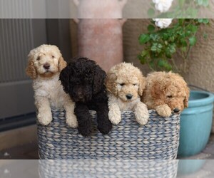 Double Doodle Dog Breeder in TUCSON,  USA