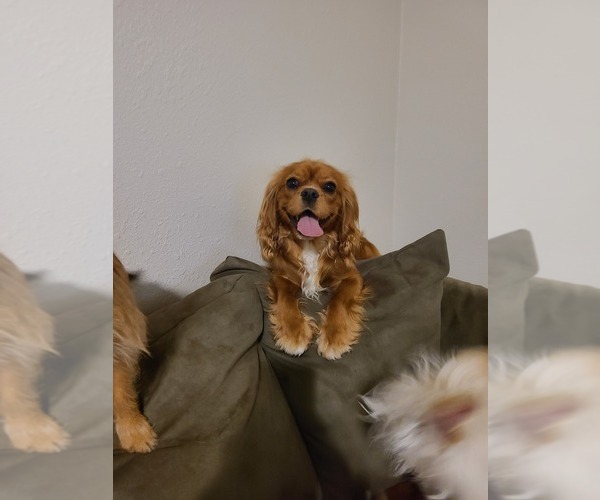 Medium Photo #1  Breeder Profile in DALLAS, OR, USA