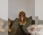 Small breeder photo