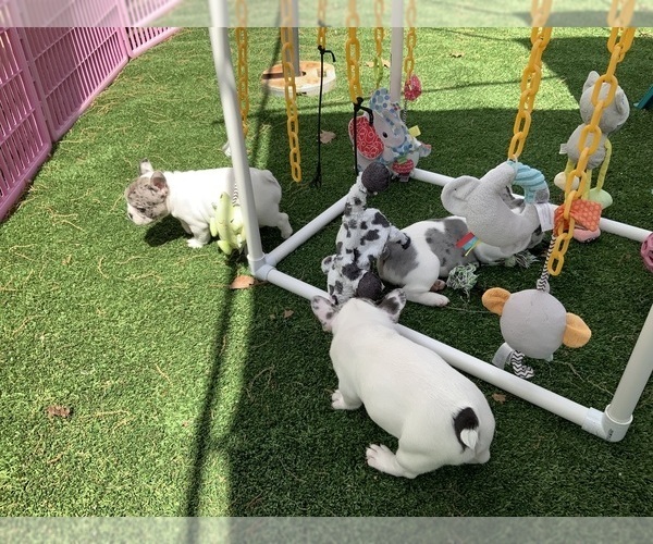 Medium Photo #19  Breeder Profile in SHARON, TN, USA