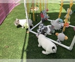 Small #18 Breeder Profile image