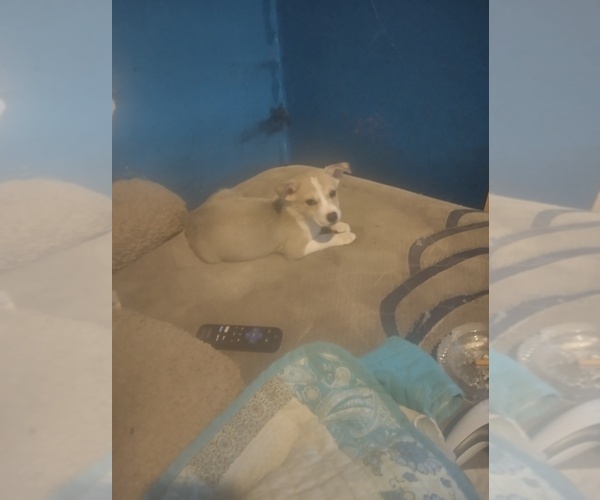 Medium Photo #1  Breeder Profile in DETROIT, MI, USA