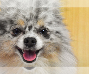 Pomeranian Dog Breeder near PHILADELPHIA, PA, USA