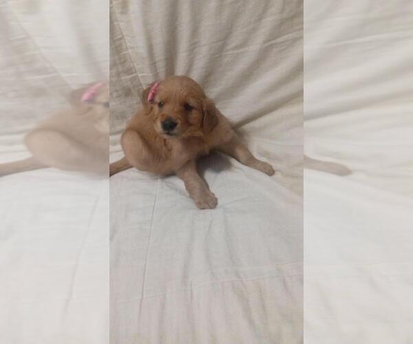 Medium Photo #7  Breeder Profile in BROOKSVILLE, KY, USA