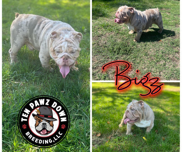 Medium Photo #1  Breeder Profile in LOS ANGELES, CA, USA